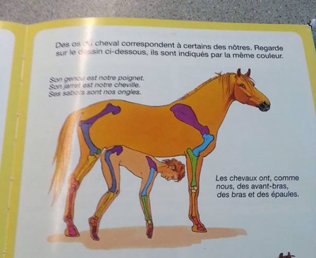 cheval_anatomie_comparee.jpg