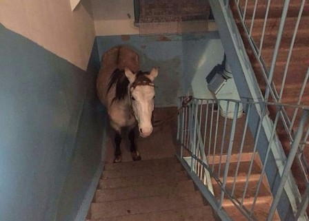 cheval_dans_l_escalier.jpg