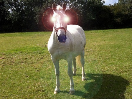 cheval illuminé oeil.jpg