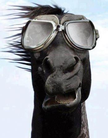 cheval_lunettes.jpg
