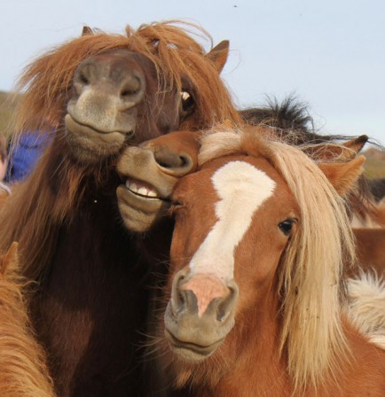 cheval_selfie_amis.jpg