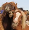 cheval_selfie_amis.jpg