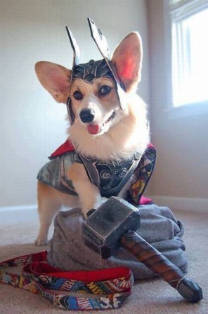 chien_Thor.jpg