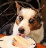 chien_addiction_drogue.jpg