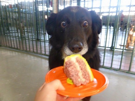 chien_anniversaire_gateau_bon_appetit.jpg