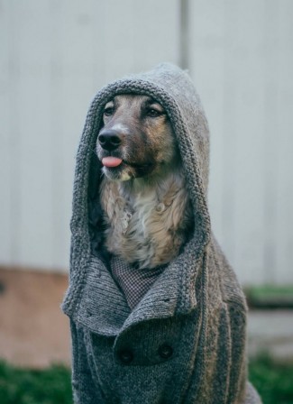 chien attentif tirer la langue.jpg