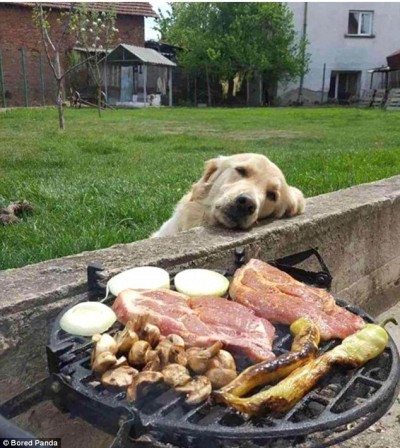 chien au coin du feu bon appétit.jpg