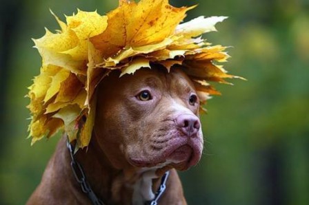 chien_automne.jpg