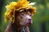 chien_automne.jpg