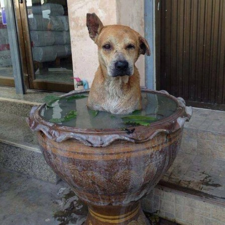 chien_bain_alcool_bonjour____________-________.jpg