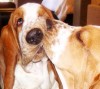 chien_baiser.jpg