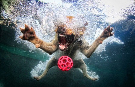 chien_balle_eau.jpg