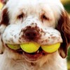 chien_balle_famille.jpg