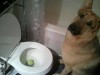 chien_balle_wc.jpg