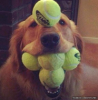 chien_balles_record_du_monde.png