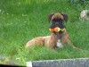chien_balles_record.jpg
