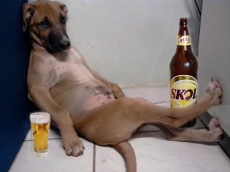 chien_biere_apero.jpg