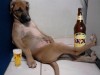 chien_biere_apero.jpg