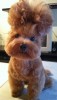 chien_bonjour_cheveux_banane_rock.jpg