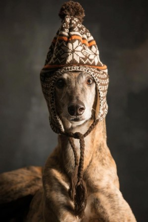 chien_bonnet_2.jpg