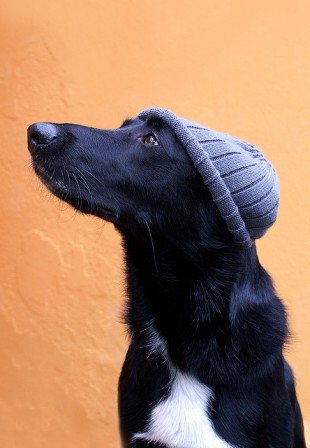 chien_bonnet_bonjour_OliT.jpg