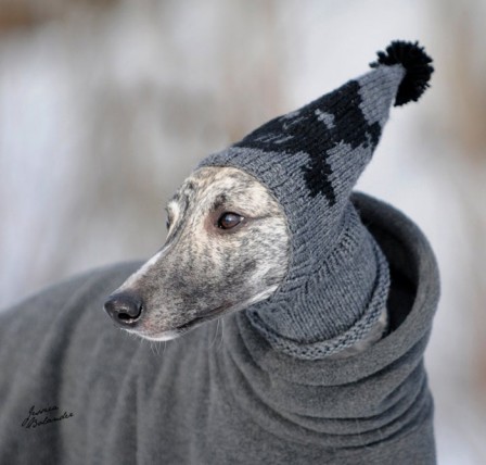 chien bonnet gris.jpg