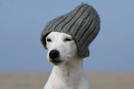 chien_bonnet.jpg