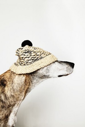 chien_bonnet_rebelle.jpg