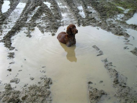 chien_boue_bonjour.jpg