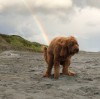 chien bretzel arc en ciel.jpg