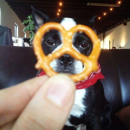 chien_bretzel.jpg