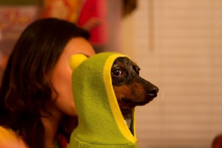 chien_cagoule_maitre_yoda.jpg