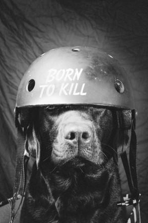 chien_casque_born_to_kill_bonjour.jpg