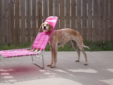 chien chaise longue.jpg