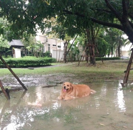 chien_chaleur_hydratation.jpg