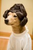 chien_coiffure.jpg