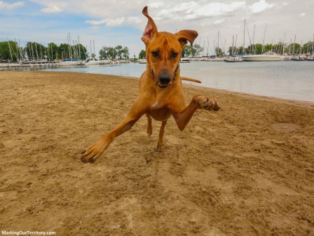 chien_course_folle_patate_bonjour.jpg