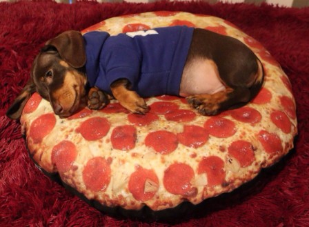 chien_coussin_pizza_chorizo_bonne_nuit.jpg