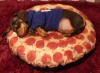 chien_coussin_pizza_chorizo_bonne_nuit.jpg