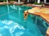 chien_danse_sur_l__eau.jpg
