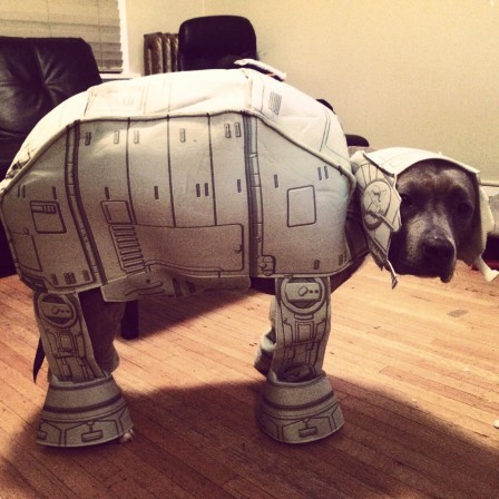 chien_dark_medor.jpg
