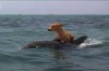chien_dauphin_bonjour.jpg