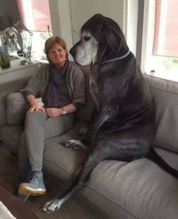 chien dogue allemand couple.jpg