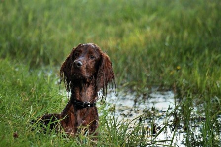 chien_eau_ne_me_mouille_pas_pluie_bain_snob.jpg