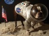 chien_espace.jpg