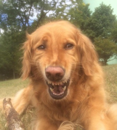 chien_expressions_paradoxales.jpg