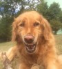 chien_expressions_paradoxales.jpg