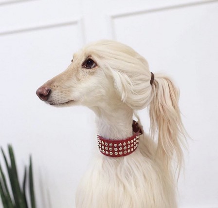 chien femme de ma vie.jpg