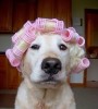 chien_femme_je_vous_aime_bigoudi_cheveux_coiffure.jpg