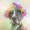chien_fleur_1.jpg